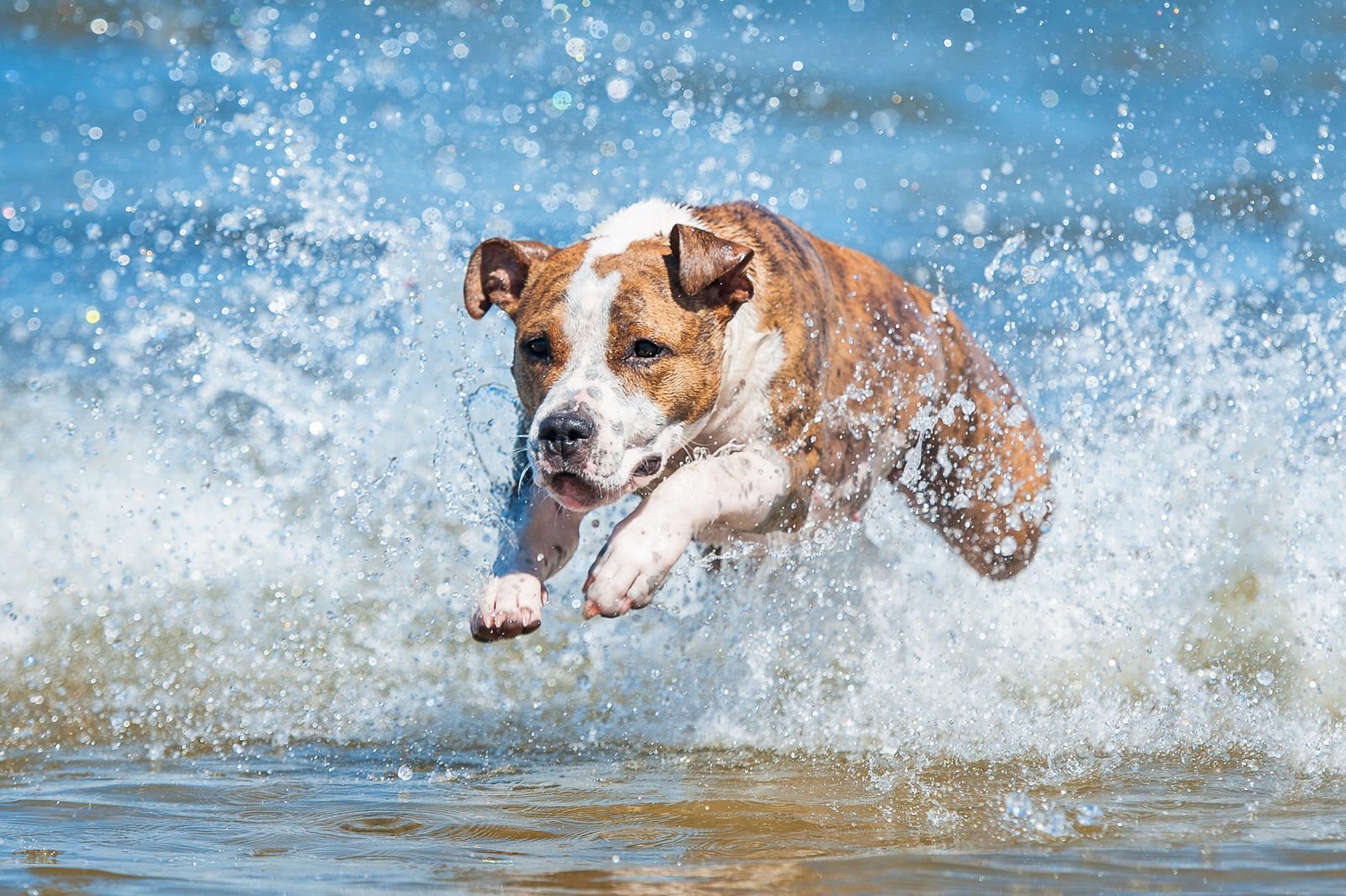 Pet-Friendly Resort Nearby Activities For Your Dogs